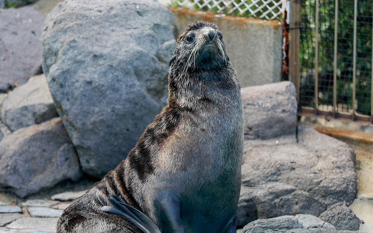 水族館イチの人気者・キタオットセイ