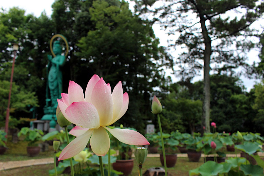 奈良市内４ケ寺の 蓮の花 見頃に 子ども向け企画も初開催 Lmaga Jp