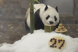 おめでとうタンタン！ 神戸・王子動物園のお嬢さまが２７歳に » Lmaga.jp